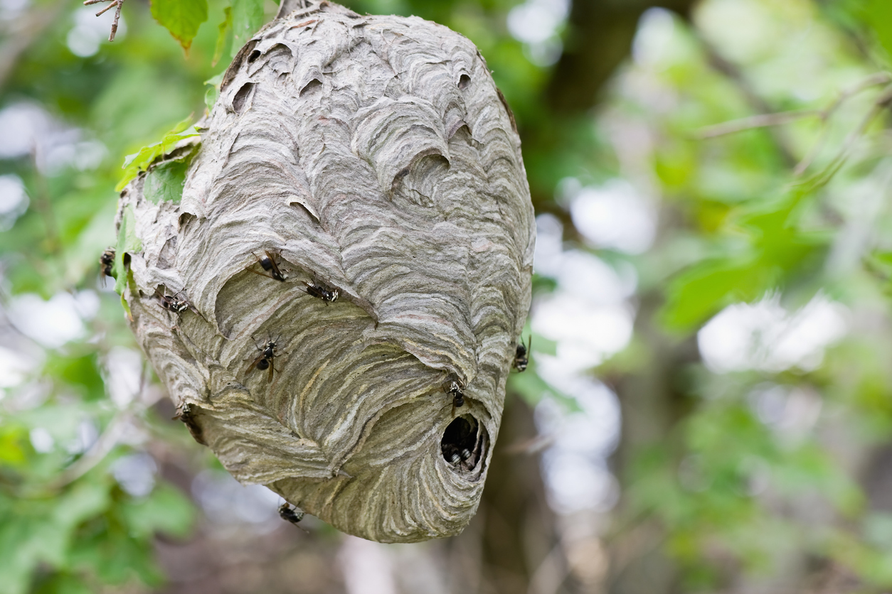 Visual Guide to Bee and Wasp Nests: Identifying Species by Their Homes