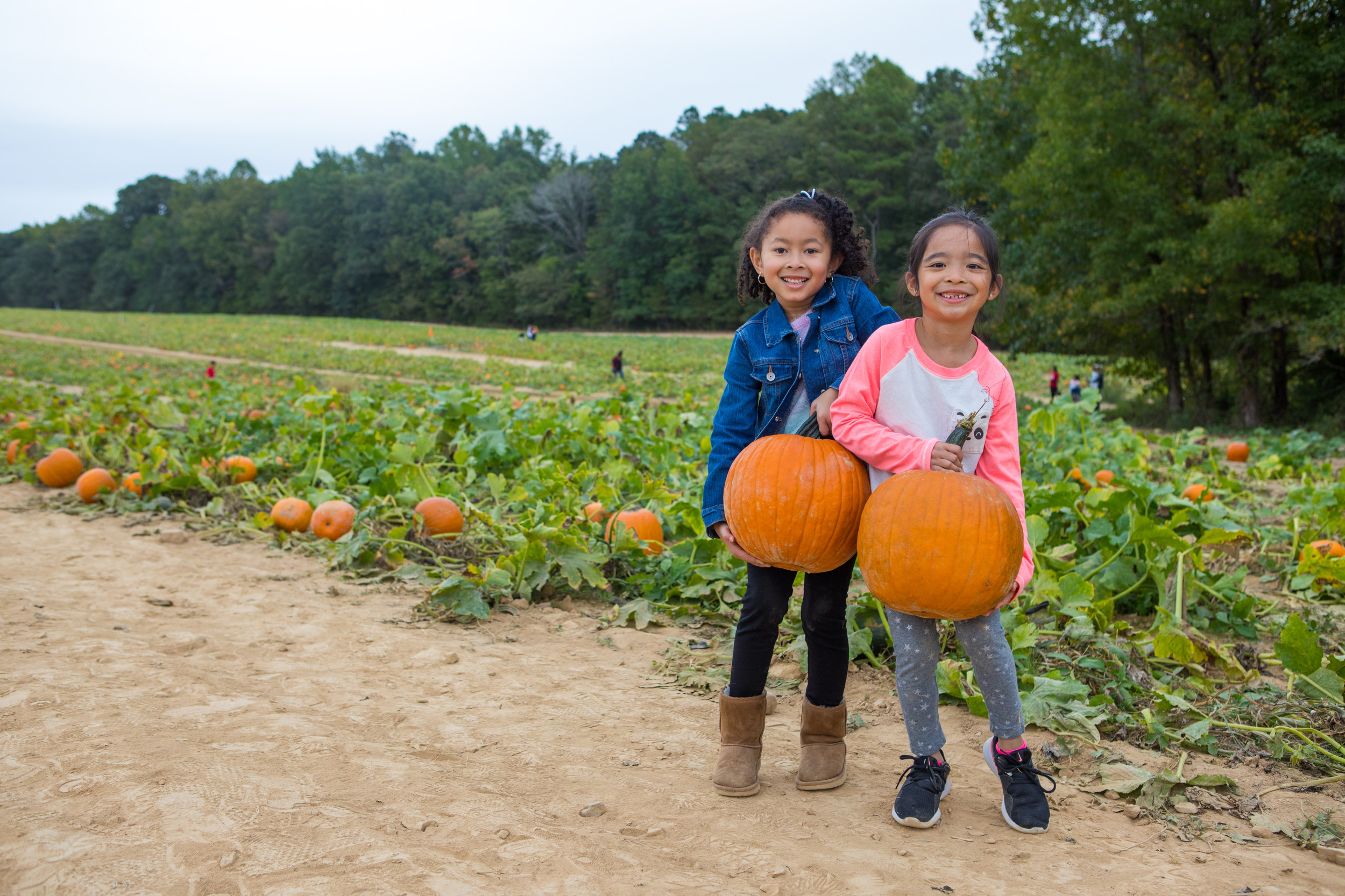 Fresh pumpkins at a nearby Richmond-area farm — perfect for planning your Midlothian fall outing.