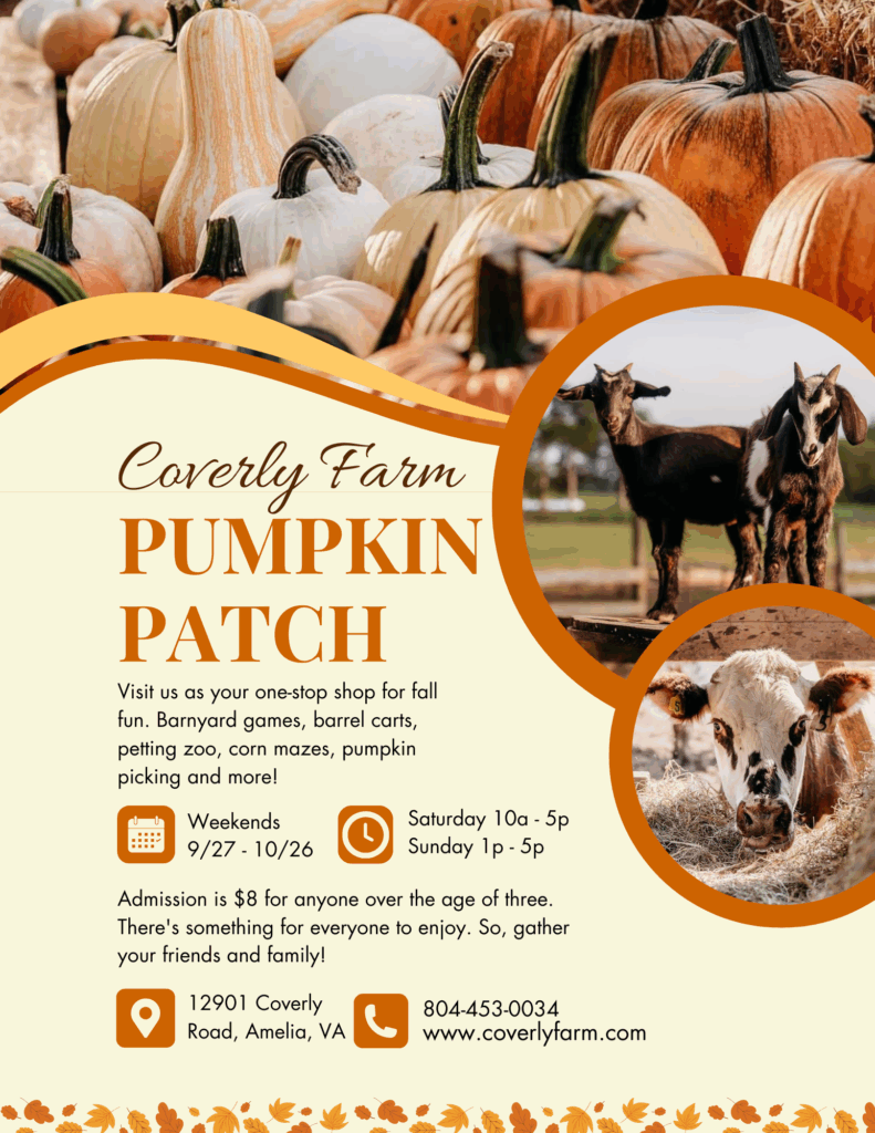 Pumpkins piled and ready for picking at Coverly Farm — a top choice for Midlothian visitors.