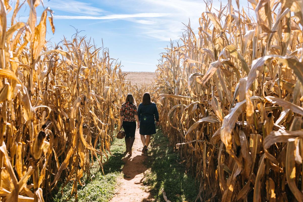 Explore winding corn mazes and seasonal activities across the region.