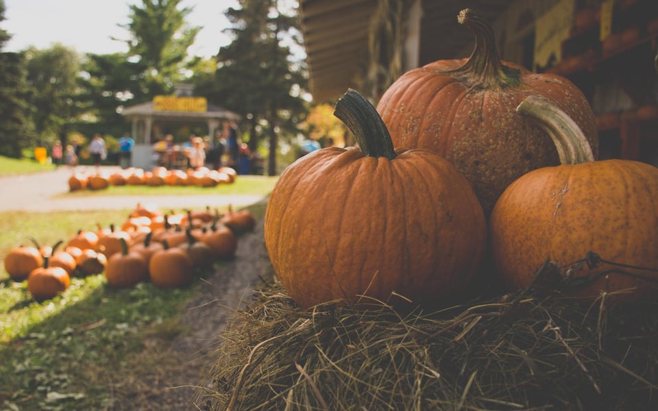 Local patch listings and community events bring families together for fall fun.